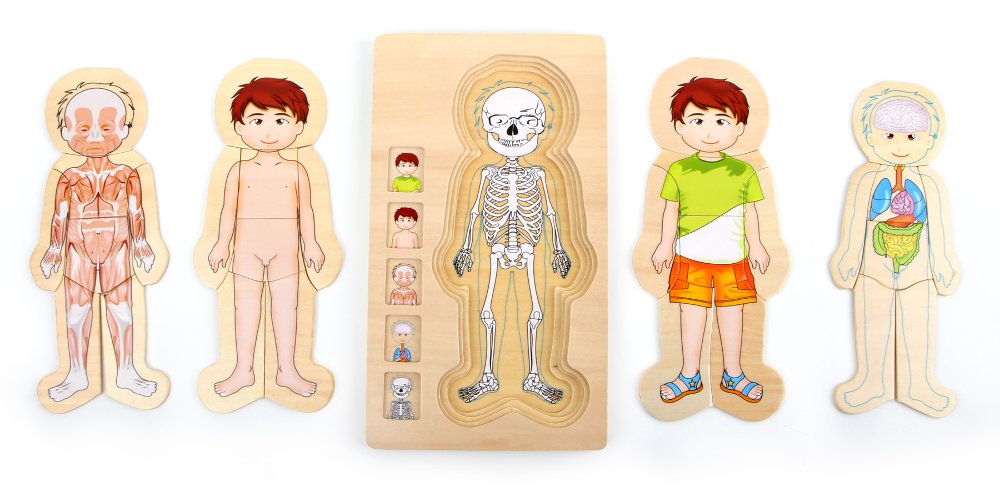 Puzzle en bois pour enfant du corps humain Garçon